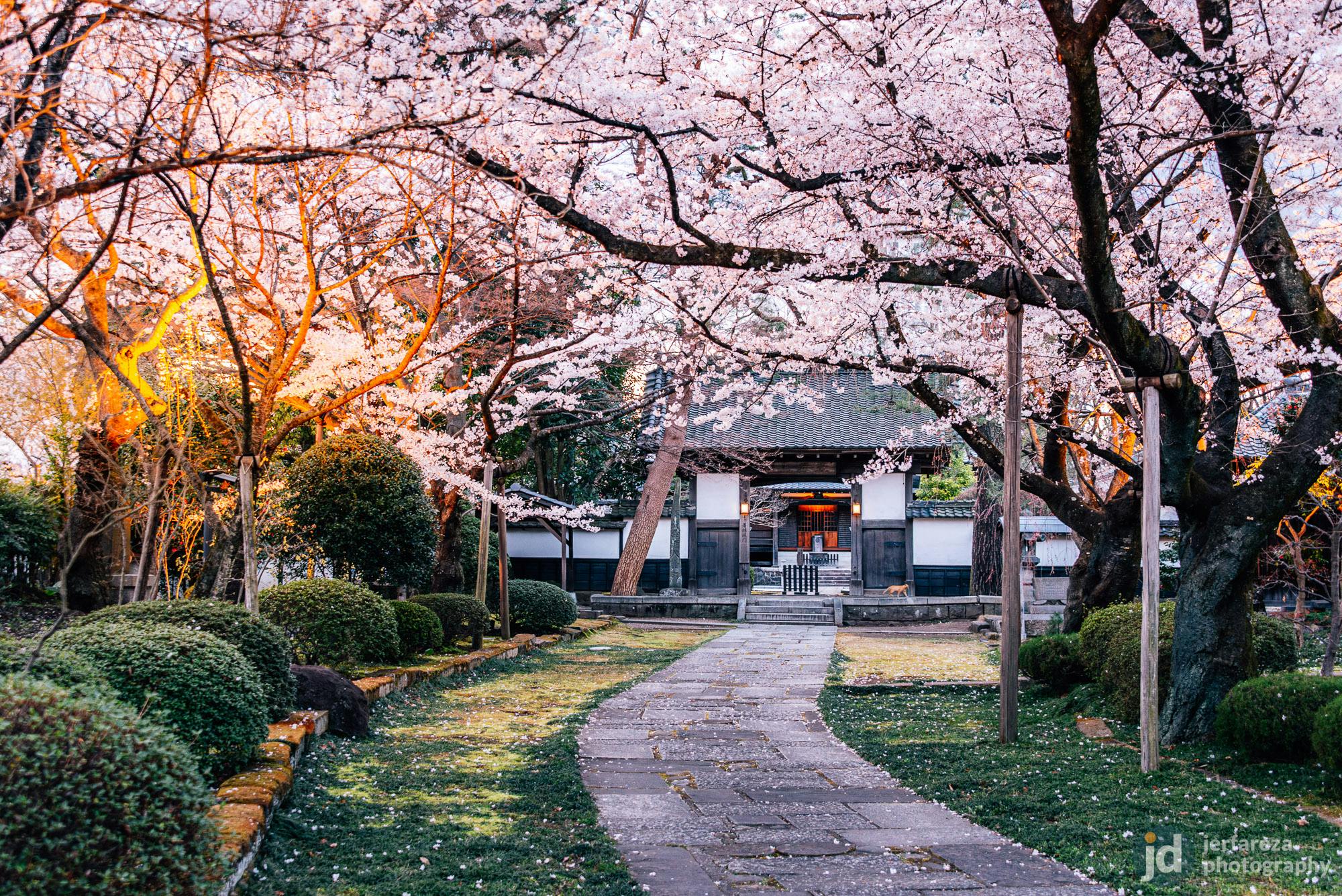 The Best Places to See Sakura in Sendai